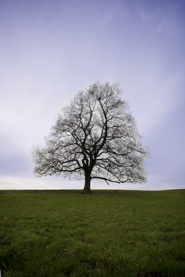 Lonely Tree